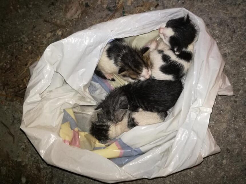 Βαρύτατο πρόστιμο σε Χαϊδαριώτισσα για νεκρά γατάκια 1