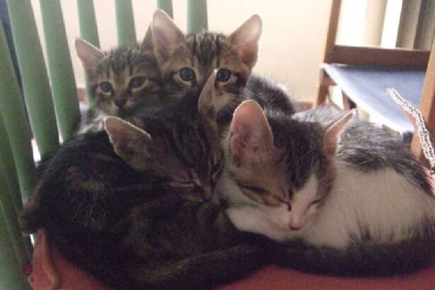 "Κακοποιούν αδέσποτα και ρίχνουν φόλες στη Γρηγορούσα" 7