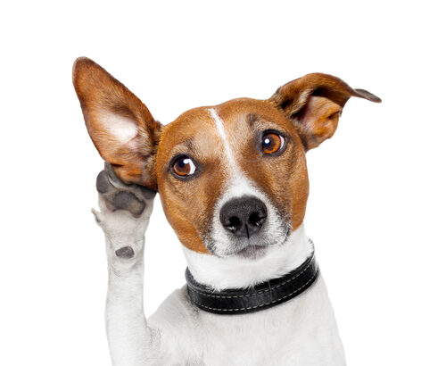 Η ακουστική ικανότητα του σκύλου 13