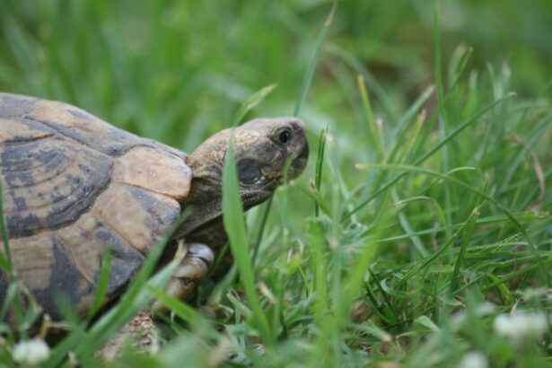 Η χελώνα δεν είναι κατοικίδιο! Άφησέ τη στο βουνό 21