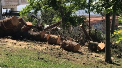 Ήταν ένα μεγάλο δέντρο στη γειτονιά μας... 33