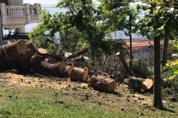 Ήταν ένα μεγάλο δέντρο στη γειτονιά μας... 19
