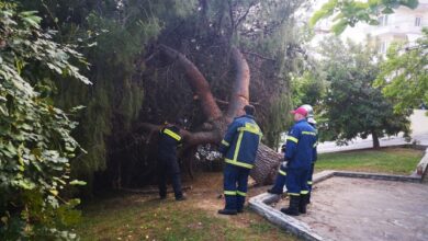 Αυτή την ώρα: Κλειστή η Καραϊσκάκη από πεσμένο πεύκο 9