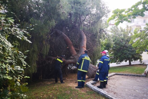 Αυτή την ώρα: Κλειστή η Καραϊσκάκη από πεσμένο πεύκο 3
