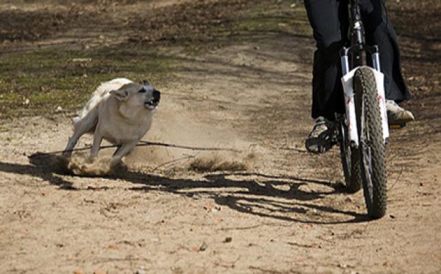 Ποδηλάτης: Μου ρίχτηκε αγέλη σκύλων στη Μονή Δαφνίου