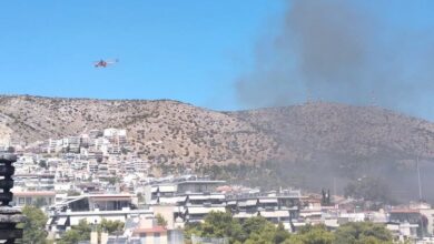Σύλλογος Δάσους Χαϊδαρίου: Να προστατευθούν και να επεκταθούν τα δάση της περιοχής μας 40