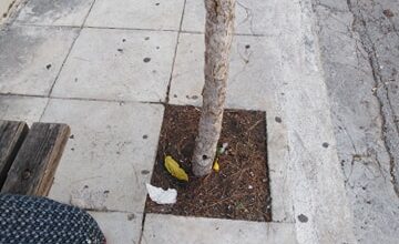 Και όμως χωράνε: Στάση - παγκάκι - δέντρο - λιγότερο από ένα μέτρο πεζοδρόμιο 37