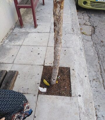 Και όμως χωράνε: Στάση - παγκάκι - δέντρο - λιγότερο από ένα μέτρο πεζοδρόμιο 27
