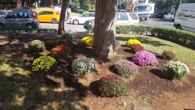 "Καλλωπισμός και φυτεύσεις στην Πλατεία Ηρώων" 21