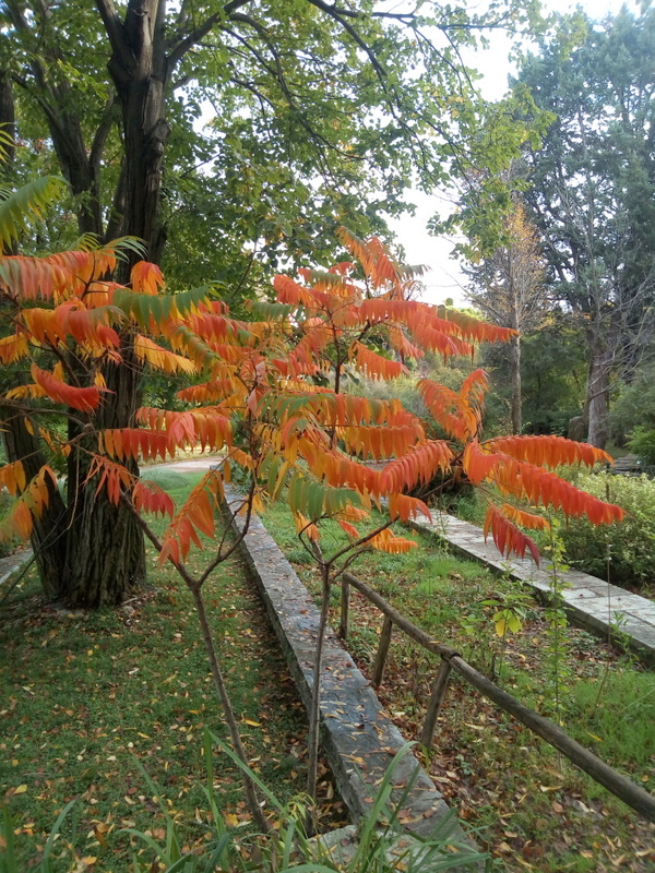 "Φθινοπωρινή συμφωνία" στον Διομήδειο Κήπο 1
