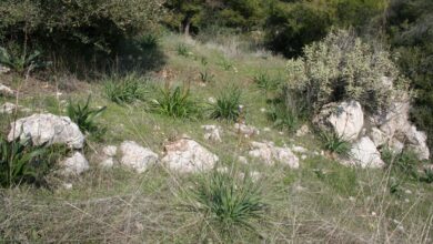 Αρχαία Ιερά Οδός. Και όμως αντιστέκεται... 1.000 άθικτα μέτρα του αρχαίου δρόμου κείτονται στις πλαγιές του Ποικίλου 9