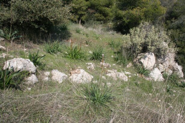 Αρχαία Ιερά Οδός. Και όμως αντιστέκεται... 1.000 άθικτα μέτρα του αρχαίου δρόμου κείτονται στις πλαγιές του Ποικίλου 17