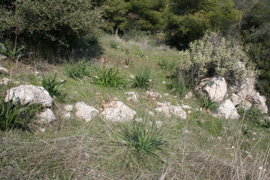 Αρχαία Ιερά Οδός. Και όμως αντιστέκεται... 1.000 άθικτα μέτρα του αρχαίου δρόμου κείτονται στις πλαγιές του Ποικίλου 1