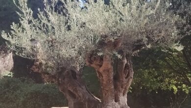 Ιερές ελιές στον Διομήδειο Κήπο 1