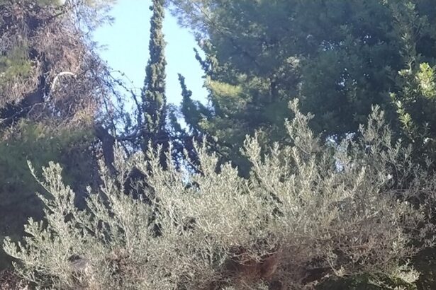 Ιερές ελιές στον Διομήδειο Κήπο 3
