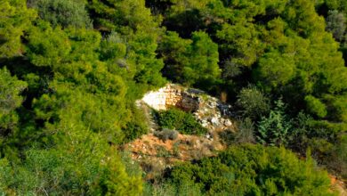 Η ιστορία της βλάστησης σε Αιγάλεω - Ποικίλο, είναι η ιστορία του ανθρώπου 44