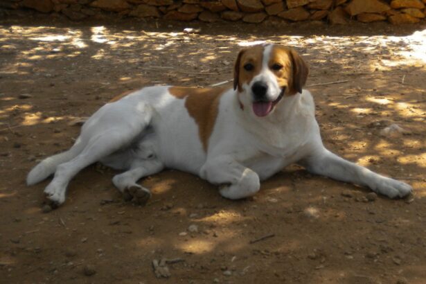 Ο άδικος θάνατος του καλού Μπαγάσα 7