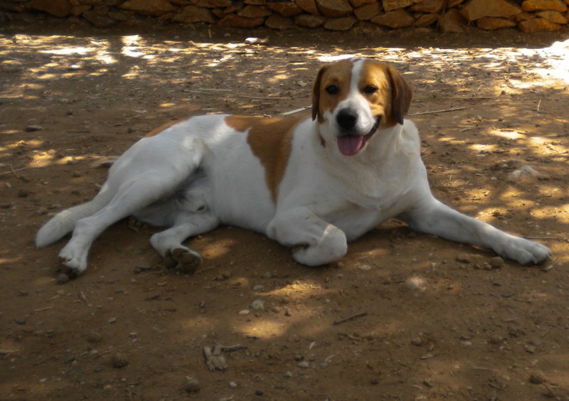 Ο άδικος θάνατος του καλού Μπαγάσα 1