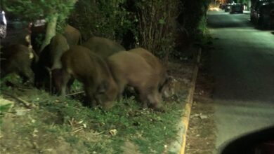 Μαμά και τέσσερα αγριογουρουνάκια βόλτα στο ΨΝΑ Δαφνίου! - Video 55