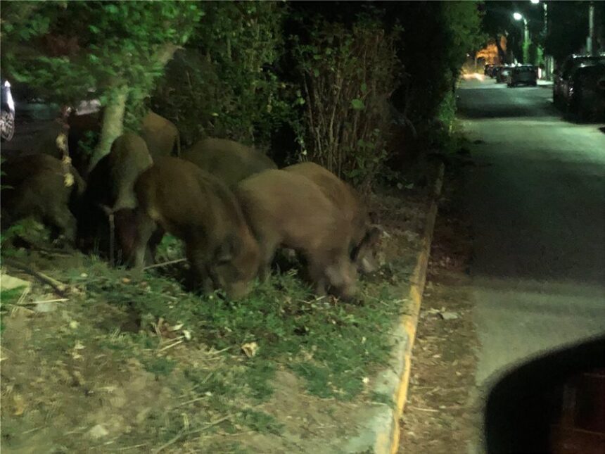 Μαμά και τέσσερα αγριογουρουνάκια βόλτα στο ΨΝΑ Δαφνίου! - Video 2 Μαμά και τέσσερα αγριογουρουνάκια βόλτα στο ΨΝΑ Δαφνίου! - Video 1