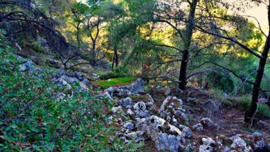 Όρος Αιγάλεω, 3.000.000 χρόνια πριν... 29