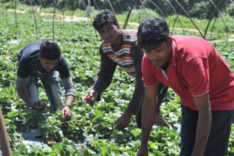 Θ. Πλεύρης: Ξεμπλοκάρουν 90.000 εκκρεμείς άδειες διαμονής μεταναστών 29