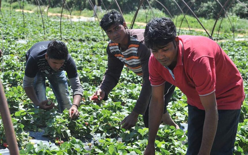 Ανοίγουν τα σύνορα Ελλάδας – Αλβανίας για χιλιάδες εργάτες γης. "Μέσα" και πρόσφυγες - μετανάστες 2 Ανοίγουν τα σύνορα Ελλάδας – Αλβανίας για χιλιάδες εργάτες γης. "Μέσα" και πρόσφυγες - μετανάστες 1