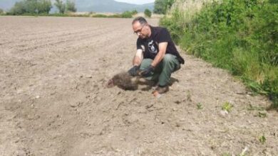 Καστοριά: Αρκούδα έθαψε τα αρκουδάκια της που σκοτώθηκαν σε δυστύχημα 7