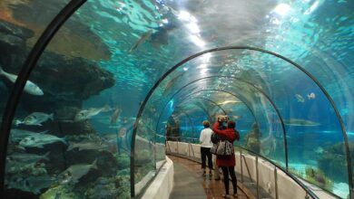 Mega Aquarium και αναπτυξιακό boom στον Σκαραμαγκά 27