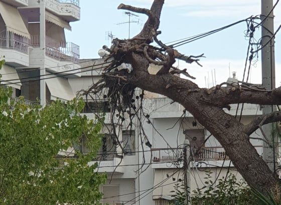Αυτό το πεύκο μόνο εμένα τρομάζει; 27