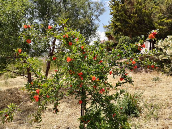 Και όμως, το πάρκο των 11 στρεμμάτων ανήκει στον Δήμο Χαϊδαρίου! 4 Και όμως, το πάρκο των 11 στρεμμάτων ανήκει στον Δήμο Χαϊδαρίου! 3