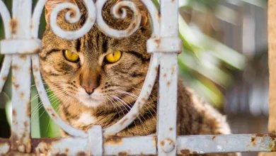 Αστικό οικοσύστημα: Πώς τα άγρια ζώα και τα ζώα συντροφιάς συμβάλλουν στην ομαλή λειτουργία του 4