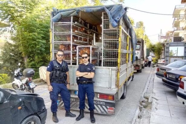Επιχείρηση του ΑΤ Χαϊδαρίου στο παζάρι Σχιστού 31