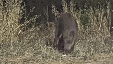Θα "μιλήσουν" τα τουφέκια στο Δαφνί 21