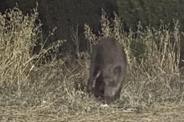 Θα "μιλήσουν" τα τουφέκια στο Δαφνί 3