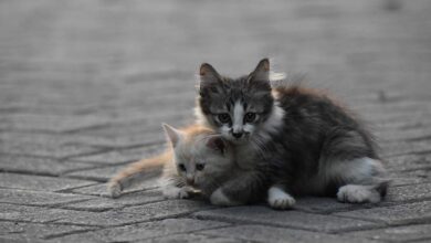 "Η ψυχή μας ματώνει: Έρριξε γατάκια σε σκυλιά!" 39