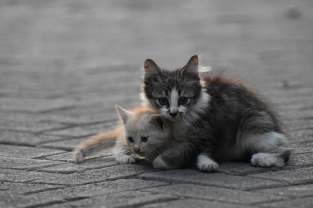 "Η ψυχή μας ματώνει: Έρριξε γατάκια σε σκυλιά!" 35