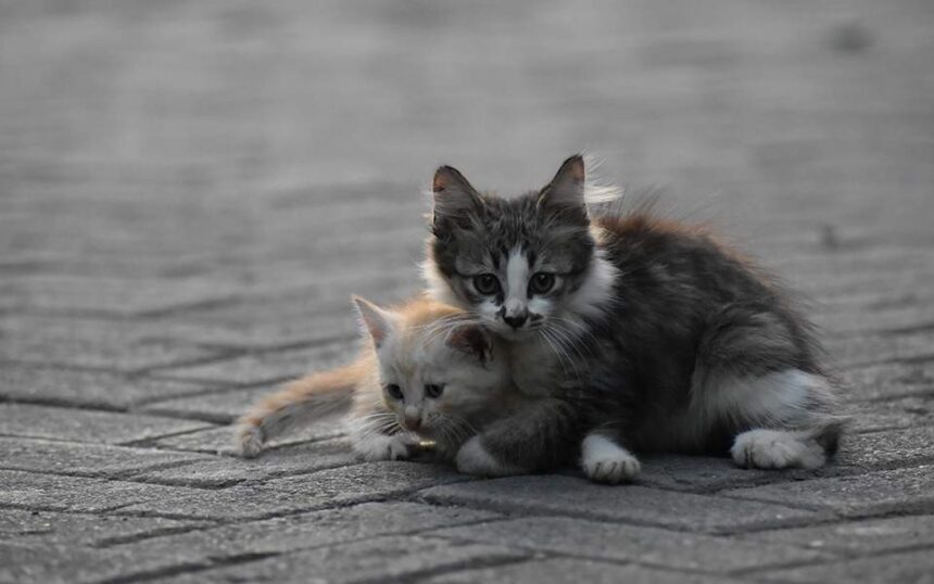 "Η ψυχή μας ματώνει: Έρριξε γατάκια σε σκυλιά!" 1
