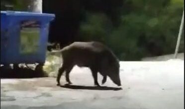 "Ένα τεράστιο αγριογούρουνο στον Άγιο Χριστόφορο" 23