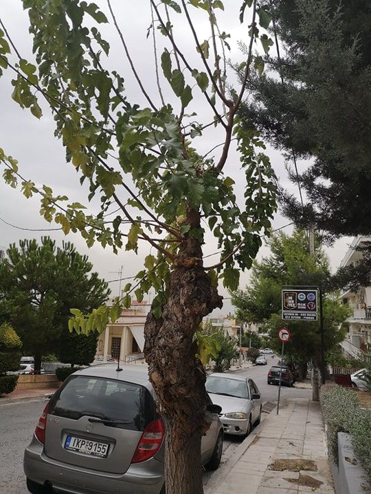Χαϊδάρι: 4.000 μουριές υπό την απειλή αλυσοπρίονου 4 Χαϊδάρι: 4.000 μουριές υπό την απειλή αλυσοπρίονου 3