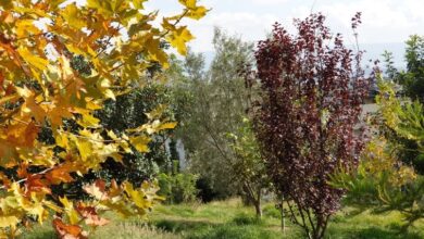 Χαϊδάρι, φθινοπωρινή ραψωδία: Δεν είναι πια όνειρο, είναι πραγματικότητα! - Photos 3