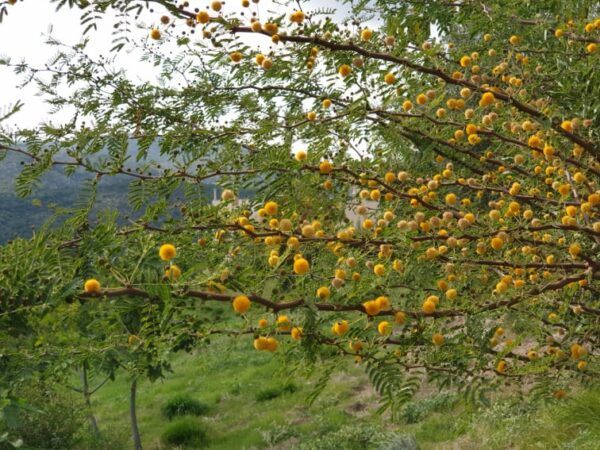Χαϊδάρι, φθινοπωρινή ραψωδία: Δεν είναι πια όνειρο, είναι πραγματικότητα! - Photos 3