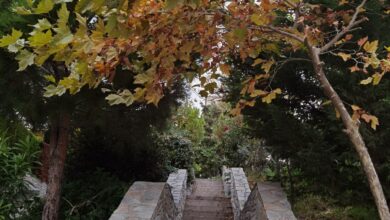 Ο πράσινος παράδεισος που έφτιαξε αθόρυβα ο κ. Χρήστος στο Χαϊδάρι 24