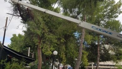 Παρεμβάσεις για την προστασία των πεύκων της Καραϊσκάκη 9
