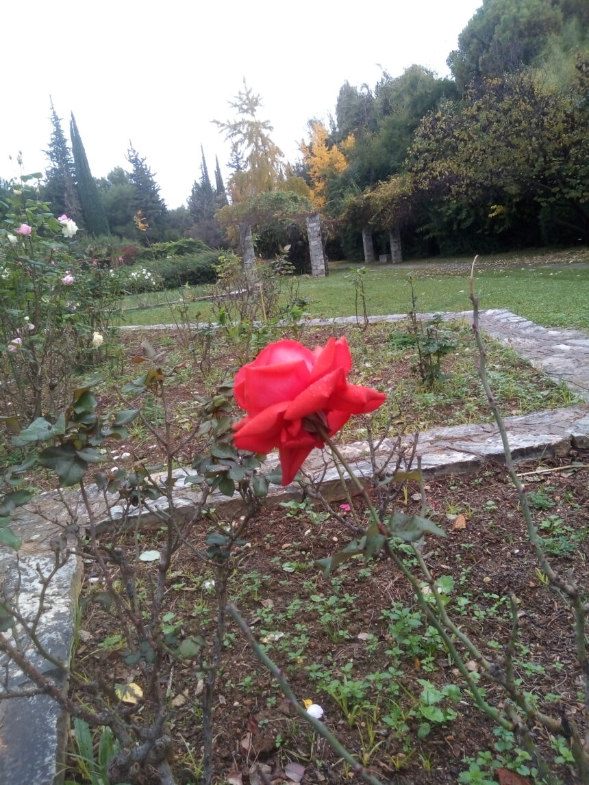 Διομήδειος Κήπος: Τριαντάφυλλα μέσ' το χειμώνα 1