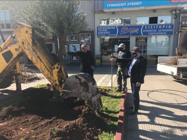 Πανέμορφες, αιωνόβιες ελιές μεταφυτεύονται σε γειτονιές της Δυτικής Αθήνας 4 Πανέμορφες, αιωνόβιες ελιές μεταφυτεύονται σε γειτονιές της Δυτικής Αθήνας 3