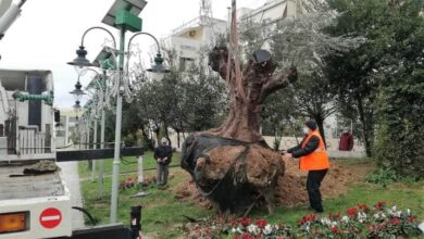 Πανέμορφες, αιωνόβιες ελιές μεταφυτεύονται σε γειτονιές της Δυτικής Αθήνας 37