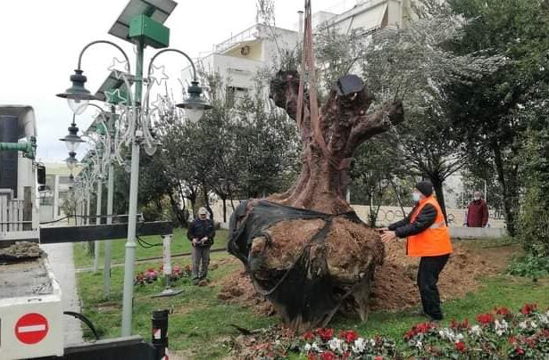 Πανέμορφες, αιωνόβιες ελιές μεταφυτεύονται σε γειτονιές της Δυτικής Αθήνας 3