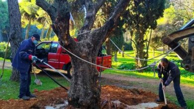 Αιωνόβιες ελιές βρήκαν τη σωτηρία τους στον Διομήδειο Κήπο 36