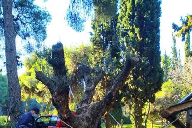 Αιωνόβιες ελιές βρήκαν τη σωτηρία τους στον Διομήδειο Κήπο 39
